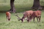 Red Deer Stags Grazing On Grassland In Surrey Stock Photo