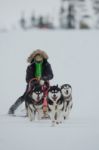 Dogsledding #1 Stock Photo