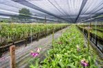 Dendrobium Orchid Farm Stock Photo