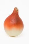 Onion Isolated On A White Background Stock Photo