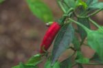 Red Chili Pepper Stock Photo