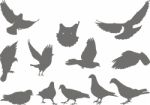 Silhouette Pigeon Stock Photo