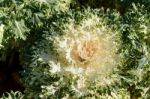 Flowering Kale ‘peacock White’ Stock Photo