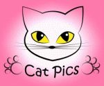 Cat Pics Shows Kitten Cats And Felines Stock Photo