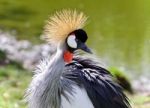 Isolated Image Of An East African Crowned Crane Stock Photo