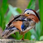 Mandarin Duck Stock Photo