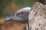 Griffon Vulture (gyps Fulvus) Stock Photo
