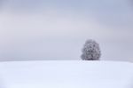 Lone Tree In Winter Field Stock Photo