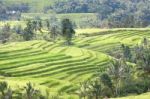 Bali Jatiluwih Rice Terraces Field Stock Photo