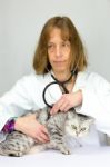 Female Veterinarian Examining Cat Stock Photo