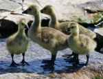 Beautiful Photo Of Four Cute Small Chicks Of The Canada Geese Stock Photo