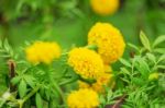 Marigold In Garden Stock Photo