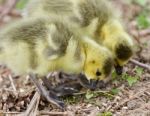 Beautiful Isolated Photo Of Two Young Chicks Of Canada Geese Looking At Something Stock Photo
