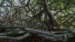 Very Big Banyan Tree In The Jungle., Tree Of Life, Amazing Banya Stock Photo