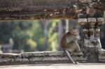 Long-tailed Macaque Monkey Sitting On Ancient Ruins Of Angkor Wa Stock Photo