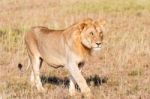 Lion  In Serengeti Stock Photo