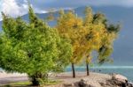 Wind Blown Trees At Riva Del Garda Stock Photo