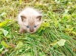 Little Kitten Running Around On The Grass Stock Photo