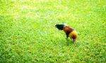 Colorful Rooster With Natural Feed On Grass Stock Photo