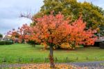 Bird Cherry (prunus Padus) Tree In Autumn In East Grinstead Stock Photo