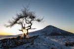 Lone Tree In Winter Stock Photo