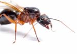 Black Carpenter Ant (camponotus Pennsylvanicus) Stock Photo
