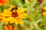 Bee And Zinnia Flowers Stock Photo