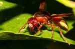 Hornet Wasp Stock Photo