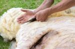 Male Arms Shaving Wool From Sheep With Scissors Stock Photo