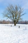 Snowy Winter Landscape With Bare Tree And Blue Sky Stock Photo