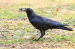 Wilderness Black Crow Bird Standing On Grass Field Catching Some Stock Photo