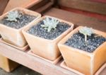 Cactus Plants In Minimal Garden Stock Photo