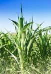 Corn Field With Blue Sky Stock Photo