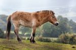 Przewalski's Horse (equus Ferus) Stock Photo