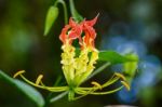 Gloriosa Superba Or Climbing Lily Flower Stock Photo
