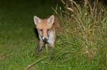 Wild Red Fox Stock Photo