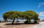 Stone Pine Tree (pinus Pinea)  Over A Blue Sky Stock Photo