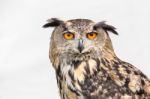 Portrait Of Eagle Owl Stock Photo