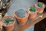 Vertical Garden Cactus Plant Pot In Summer Stock Photo