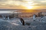 Magellanic Penguins, Very Early Patagonian Golden Morning Stock Photo