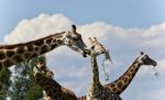 Image Of Four Cute Giraffes Eating Leaves Stock Photo