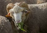 Male Merino Sheep Eating Ruzi Grass In Rural Ranch Farm Stock Photo