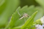 Mosquito In Green Leaf Stock Photo