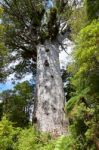 Kauri Tree (agathis Australis) Stock Photo