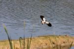 Lapwing Coming In To Land Stock Photo