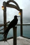 Frigate Bird, Ecuador, Galapagos, Santa Cruz, Puerto Ayora Stock Photo