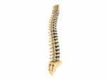 Human Spine Stock Photo