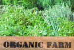 Fresh Organic Produce In Wooden Box Stock Photo