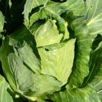 Pointed Cabbage (brassica Oleraceae) Stock Photo