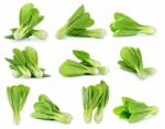 Bok Choy Vegetable Isolated On The White Stock Photo
